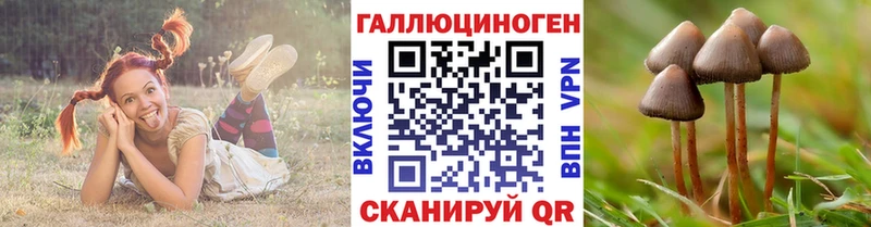 Галлюциногенные грибы Psilocybe Суджа